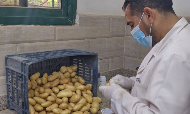 "الزراعة" تتابع عمليات حصاد البطاطس في المناطق الخالية من العفن البني في أجازة اعياد سيناء 1 492755243 2578987058973596 8067992202132212310 n جريدة مؤسسة ايجي تايمز