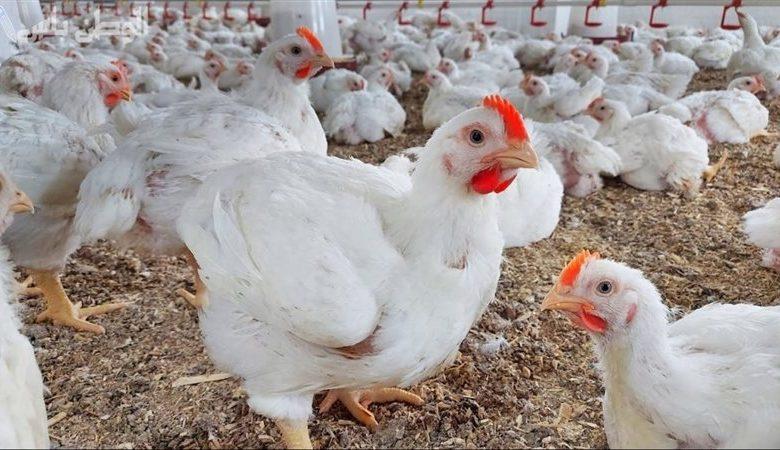 أسعار الدواجن اليوم الإثنين 26 مايو 1 289 جريدة مؤسسة ايجي تايمز
