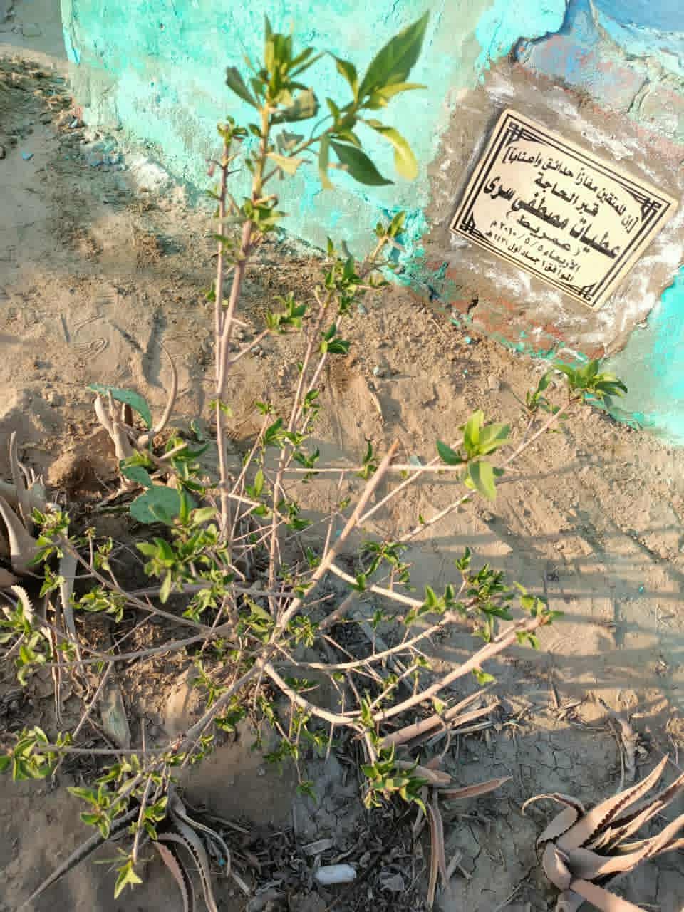 download 2 19 جريدة مؤسسة ايجي تايمز