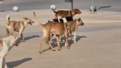 تحريات لكشف ملابسات العثور على كلاب نافقة بحدائق الأهرام 2 905 جريدة مؤسسة ايجي تايمز