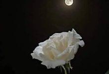 download 23 جريدة مؤسسة ايجي تايمز