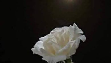 download 23 جريدة مؤسسة ايجي تايمز