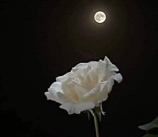 كَتَبْتُ لَكَ قَصِيدَةَ لِلْعَاشِقِينَ.. بقلم الصحفية سماح عبدالغني 1 download 23 جريدة مؤسسة ايجي تايمز