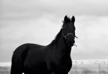 download 43 جريدة مؤسسة ايجي تايمز