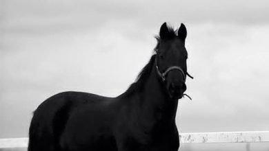 ما اقصاك عني.. بقلم الصحفية سماح عبدالغني 2 download 43 جريدة مؤسسة ايجي تايمز