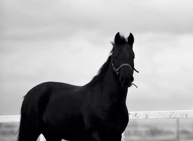 ما اقصاك عني.. بقلم الصحفية سماح عبدالغني 1 download 43 جريدة مؤسسة ايجي تايمز