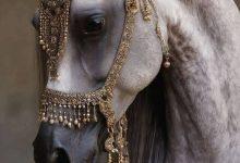 download 21 جريدة مؤسسة ايجي تايمز