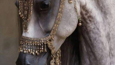 الْحَنِينُ وَالشَّوْقُ وَالْوَقْتُ.. بقلم الصحفية سماح عبدالغني 2 download 21 جريدة مؤسسة ايجي تايمز