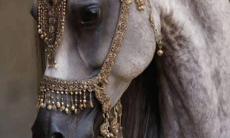 download 21 جريدة مؤسسة ايجي تايمز