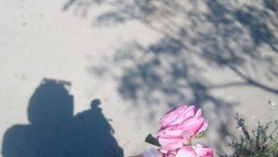 download 28 جريدة مؤسسة ايجي تايمز