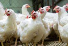 629334433 122109253263215282 6190010445750139248 n جريدة مؤسسة ايجي تايمز