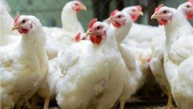 أسعار الفراخ في البورصة اليوم السبت 7 فبراير 2026 11 629334433 122109253263215282 6190010445750139248 n جريدة مؤسسة ايجي تايمز