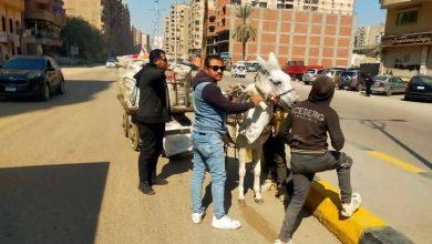 ضبط 24 عربة كارو وتروسيكل خلال حملات مكثفة لمواجهة النباشين والفرز العشوائي بالجيزة 84 641364742 26544529221820589 608744475910316992 n جريدة مؤسسة ايجي تايمز