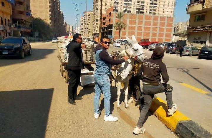 ضبط 24 عربة كارو وتروسيكل خلال حملات مكثفة لمواجهة النباشين والفرز العشوائي بالجيزة 1 641364742 26544529221820589 608744475910316992 n جريدة مؤسسة ايجي تايمز